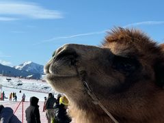 -丝绸之路山地度假区滑雪场