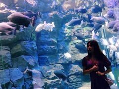 -成都浩海立方海洋公园