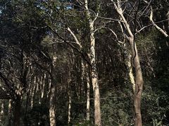 -午潮山国家森林公园