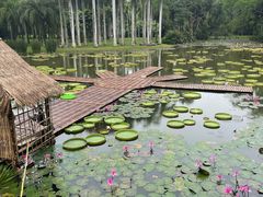 -中国科学院西双版纳热带植物园
