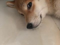 -喜多萌中农锦绣动物医院24H·猫科·牙科MRI·CT