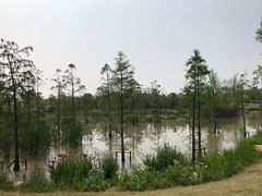 -上海长兴岛郊野公园