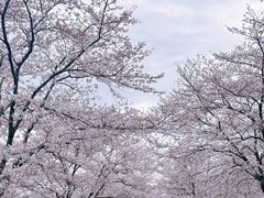 -上海辰山植物园