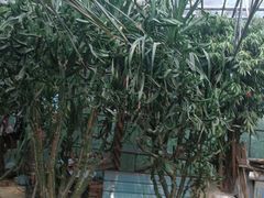 -广东茂名森林公园