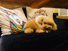 -more than meow吴止猫主题餐厅(承德 中船汇店)