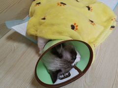 -乐派堂宠物医院·猫友好· 心脏科(东街店)