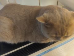 -Catmate·猫肥家润(金润铂宫店)