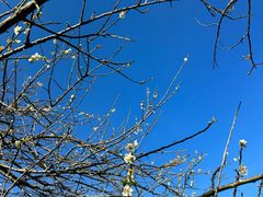 -广州市流溪河国家森林公园