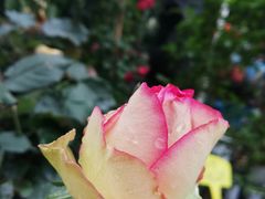 -桂林市花鸟市场