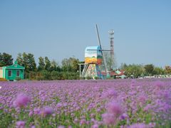 -荷兰花海