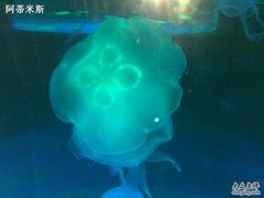 -东部华侨城