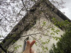 -武汉大学-樱园