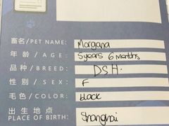 -申普宠物医院·心脏介入·心血管微创(总院)