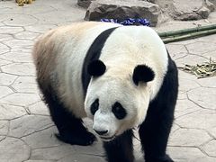 -沈阳森林动物园