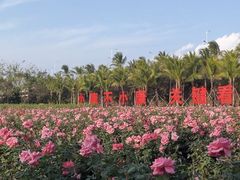 -亚龙湾国际玫瑰谷