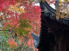 -秋霞圃