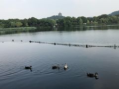 -西湖外事游船(花港观鱼码头)