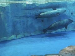 -芜湖新华联大白鲸海洋公园