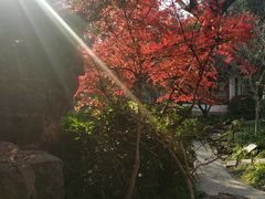 -秋霞圃