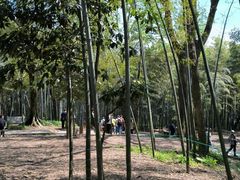 -西湖风景区十里琅珰-五云山
