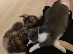 -momokira米努特·德文卷毛猫·棉花面纱犬