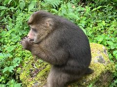 -西岭雪山大飞水景区