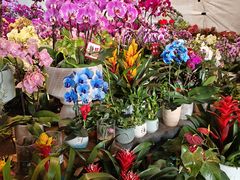 -龙大花卉苗木市场