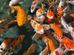 -锦艺城海洋馆