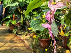 -国家植物园南园