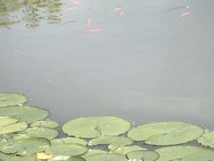 -大望京公园