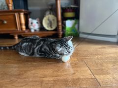 -半岛宠物医院24小时(科华中路店)
