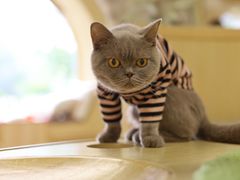 -猫和宫(六道口店)