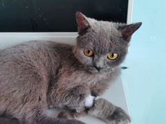 -瑞派福兴宠物医院犬猫全科·骨科·中西医结合(河东店)