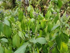 -广州神农草堂中医药博物馆