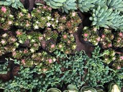 -秦美花卉(天朗·莱茵小城2期店)