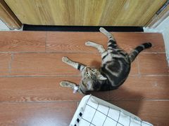-千城康桥宠物医院·猫科·骨科·心脏