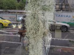 -溪岸路花鸟市场