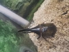 -上海大自然野生昆虫馆(东方明珠·爬宠昆虫探索中心)