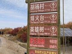 -金塔沙漠胡杨林景区