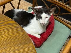 -猫色咖啡·猫咖