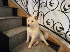-喜柴咖啡·柴犬狗咖