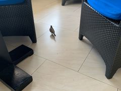 -曼谷湄南河畔华美达广场酒店