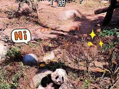 -成都大熊猫繁育研究基地