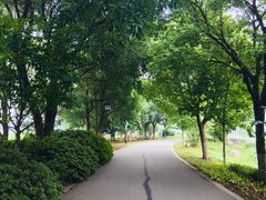 -荷塘月色湿地公园·向阳花洲