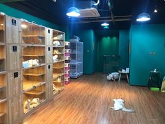 -猫十亿·布偶金渐层·曼基康矮脚猫舍(青年路店)