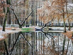 -上海共青森林公园