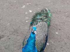 -哈尔滨北方森林动物园