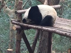 -成都大熊猫繁育研究基地