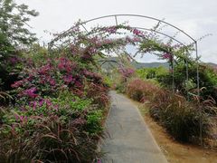 -亚龙湾国际玫瑰谷