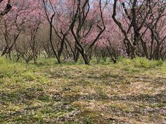 -无锡梅园公园